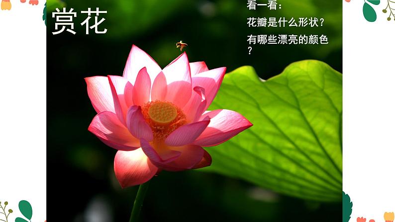 花的世界PPT课件免费下载03