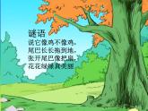 美丽的孔雀PPT课件免费下载