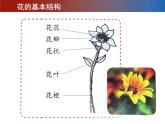 小学美术课件-2.鲜艳的花朵-赣美版-(13张PPT)ppt课件