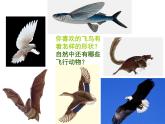可爱的动漫形象PPT课件免费下载