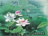 荷花美PPT课件免费下载