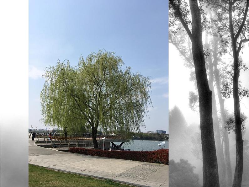 小学美术课件-11.水墨画树-苏少版-(17张PPT)ppt课件第3页