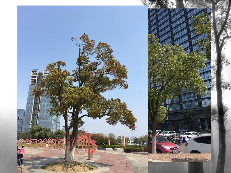 小学美术课件-11.水墨画树-苏少版-(17张PPT)ppt课件第4页