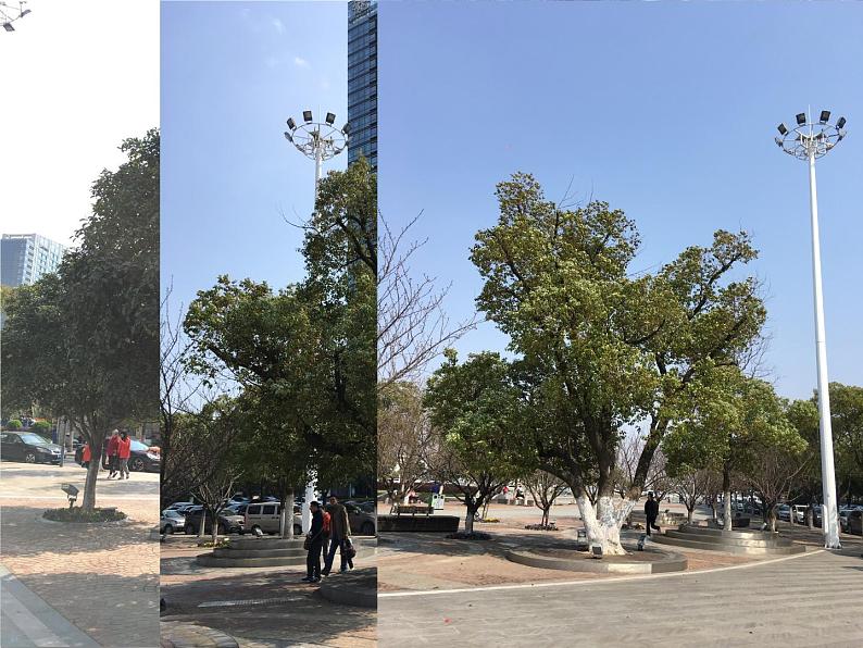 小学美术课件-11.水墨画树-苏少版-(17张PPT)ppt课件第5页