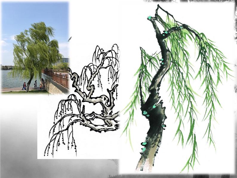 小学美术课件-11.水墨画树-苏少版-(17张PPT)ppt课件第8页