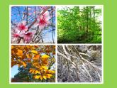 小學美術課件-15課-自然現(xiàn)象-蘇少版ppt課件