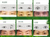 小學(xué)美術(shù)課件-第9課-亮眼睛-蘇少版-(17張PPT)ppt課件