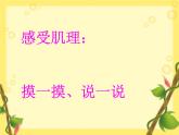 感覺肌理PPT課件免費(fèi)下載