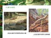 小學(xué)美術(shù)課件-第14課--遠(yuǎn)古的動(dòng)物朋友-蘇少版--(40張PPT)ppt課件
