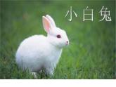 小學(xué)生美術(shù)課件-第12課-小兔的奇遇｜冀美版-(23張PPT)
