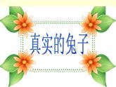小兔的奇遇PPT课件免费下载