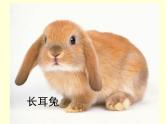 小兔的奇遇PPT课件免费下载