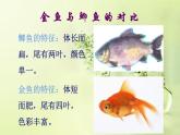 学画金鱼PPT课件免费下载