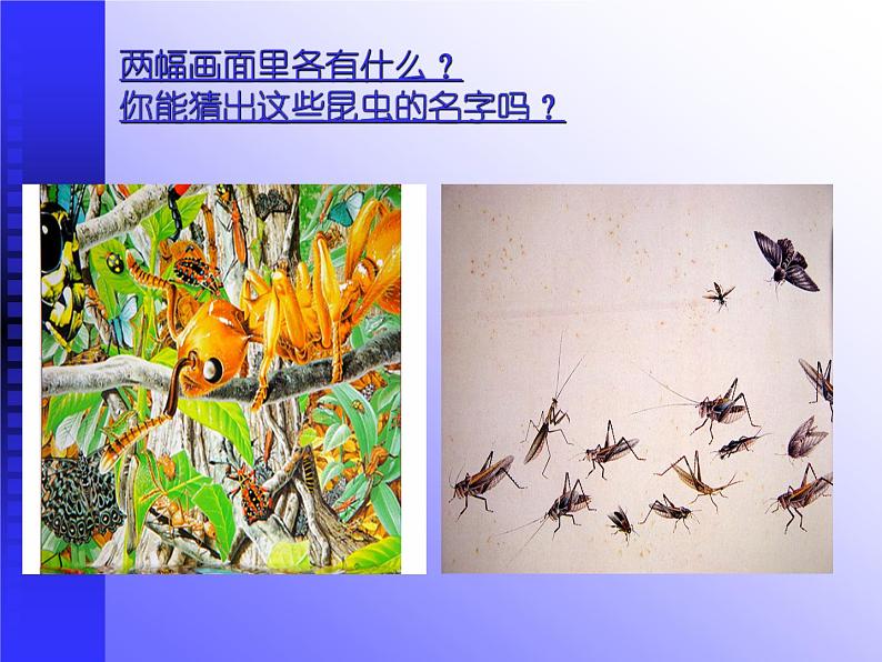 《昆虫王国》课件03