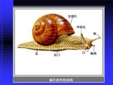 《昆蟲(chóng)王國(guó)》課件