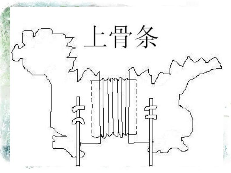 《会伸缩的“动物”》课件第6页