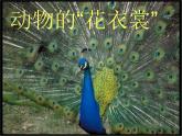 《動(dòng)物的“花衣裳”》課件