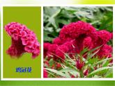 《美麗的花園》課件2