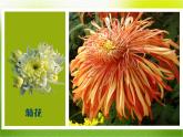 《美麗的花園》課件2