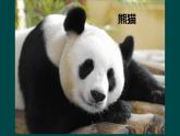 人教版小學(xué)美術(shù)三年級(jí)下冊(cè)第19課  保護(hù)珍稀野生動(dòng)物  課件1