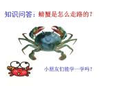 小学美术课件-13课-虾和蟹（一）-苏少版-(15张PPT)ppt课件
