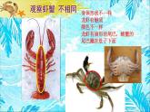 小学美术课件-13课-虾和蟹-苏少版-(13张PPT)ppt课件