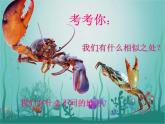 小学美术课件-13课-虾和蟹-苏少版-(15张PPT)-ppt课件