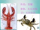 小学美术课件-13课-虾和蟹-苏少版-(15张PPT)-ppt课件