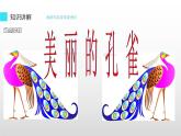 人教版二年級美術(shù)下冊   7.美麗的孔雀 課件