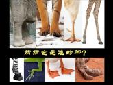 江蘇少年兒童出版社小學(xué)美術(shù)六年級下冊第3課  能干的腳  課件
