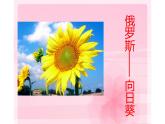 江蘇少年兒童出版社小學(xué)美術(shù)二年級(jí)下冊第13課  會(huì)變的花、樹、葉   課件