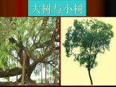 美術(shù)二年級上嶺南版3.8給樹爺爺畫像課件-(29張)1