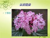 美術(shù)二年級下嶺南版2.5美麗的花園課件(25張)