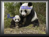 美術(shù)三年級(jí)上人教版6.黑與白課件(22張)