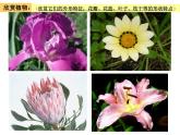 美術(shù)四年級(jí)上嶺南版2.3泥板植物課件(19張)