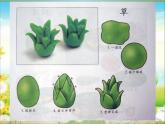 美術(shù)四年級(jí)上嶺南版2.3泥板植物課件(21張)