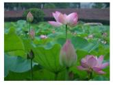 美術(shù)四年級(jí)下湘教版11《花團(tuán)錦簇》課件5