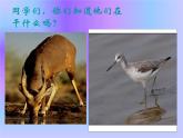 美術(shù)四年級下人美版5生命之源——水課件(24張)