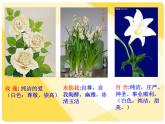 美術(shù)五年級上嶺南版2.6印出美麗的瓶花課件
