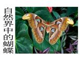 美术四年级下人美版6巧用对称形课件