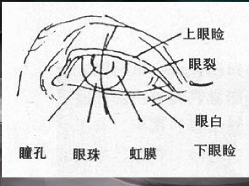 美术五年级上人美版2画人像课件第4页