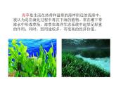 小学美术2-我爱海洋-课件-(1)ppt