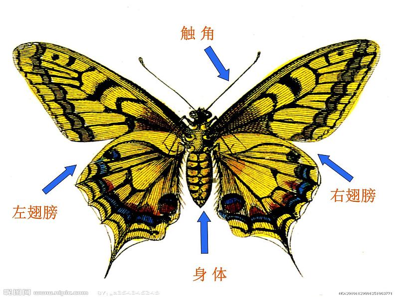 小学美术11-缤纷彩蝶-课件-(3)(1)ppt课件08