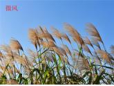 小學(xué)美術(shù)12.刮大風(fēng)-課件-(3)ppt課件
