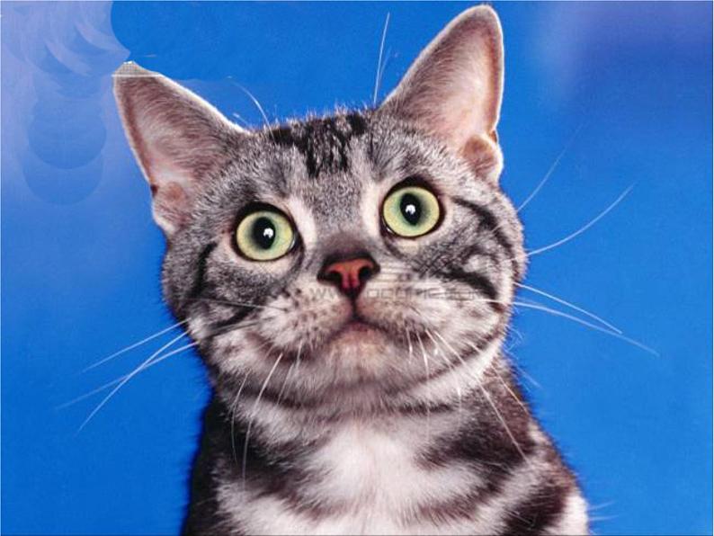 小学美术17-可爱的猫咪-课件-(3)(1)ppt课件第5页