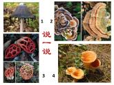 小学美术18-蘑菇家园-课件-(4)ppt课件