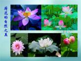 小学美术18-映日荷花别样红-课件-(2)ppt课件