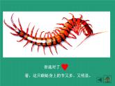 小學(xué)美術(shù)第6課-節(jié)節(jié)蟲-課件ppt課件