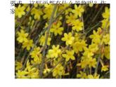 小學(xué)美術(shù)第11課-走進(jìn)春天-課件-(3)ppt課件
