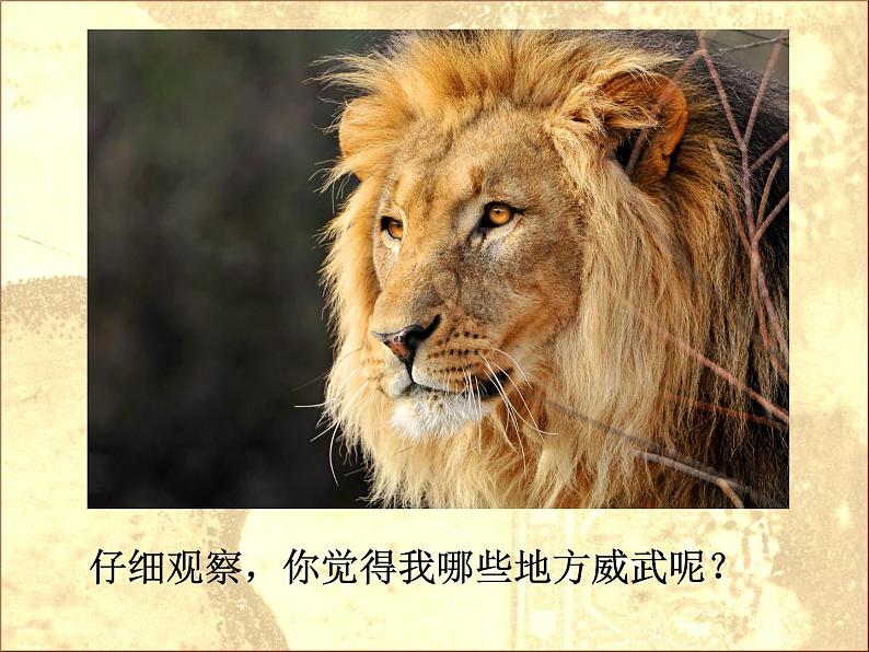 小学美术第11课-大狮子ppt课件第4页